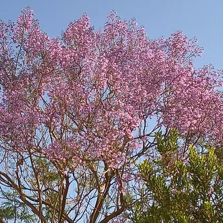 La Jacaranda