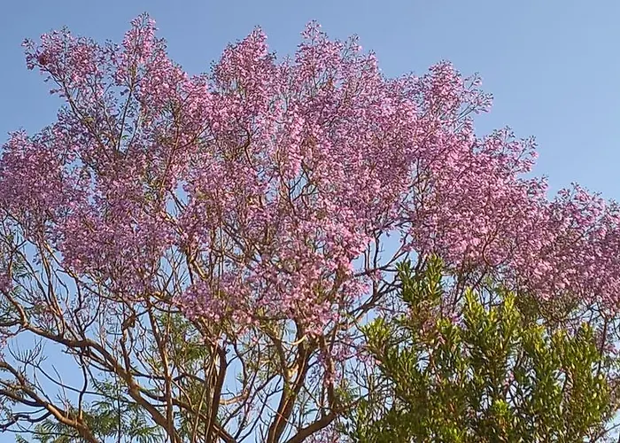 La Jacaranda